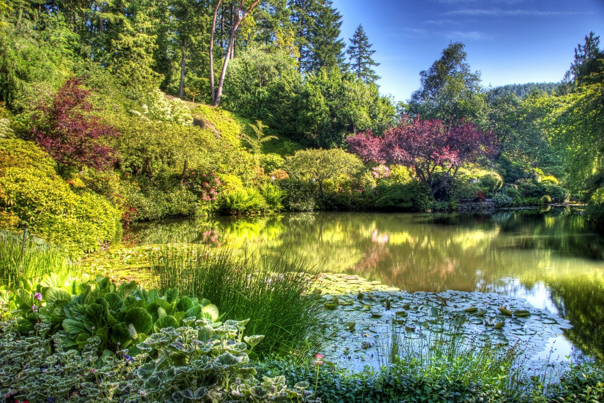 Garden pond with lily pads