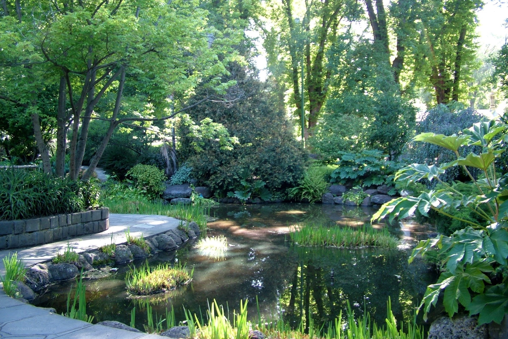 Garden pond with lush greenery