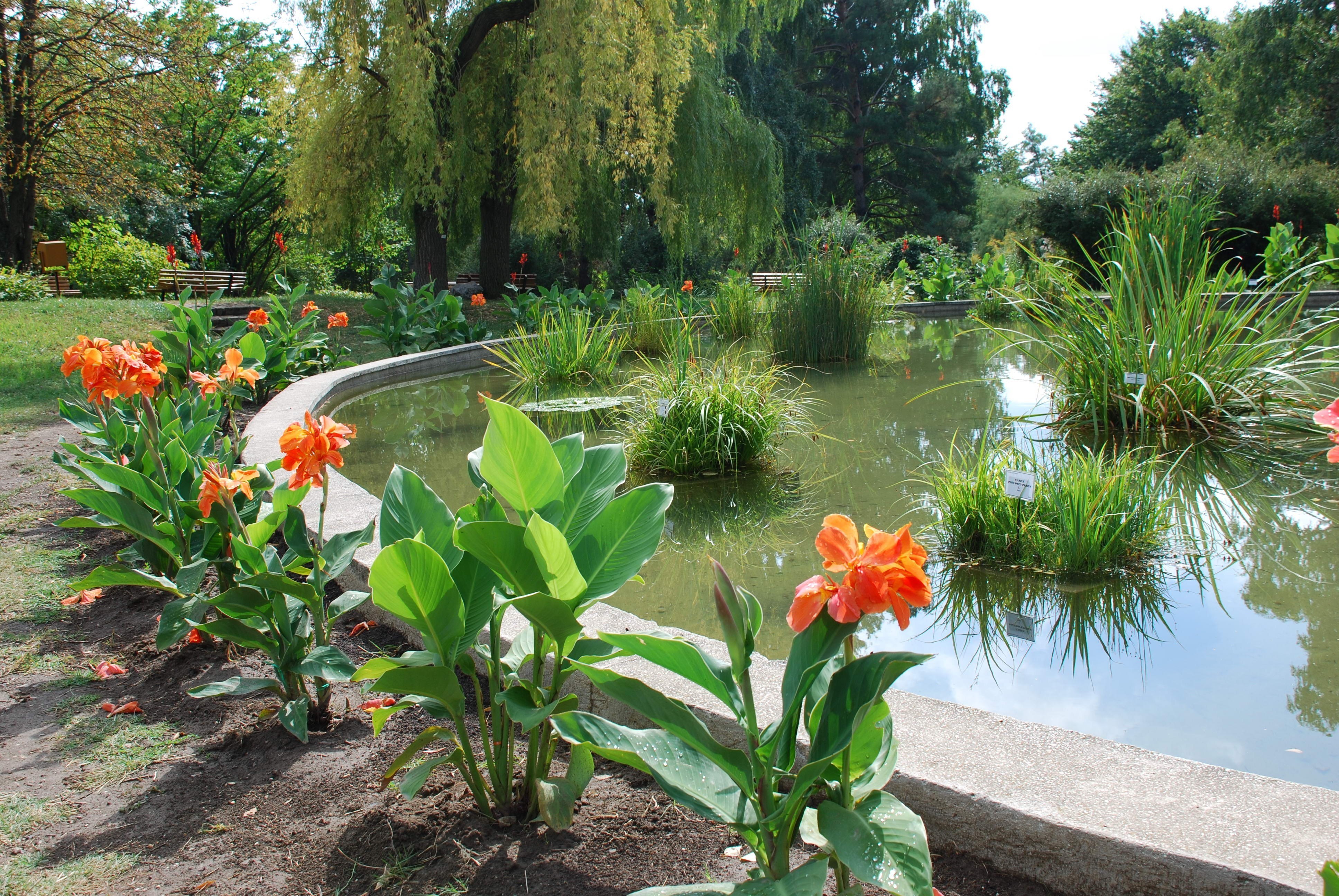 Garden pond with orange flowers