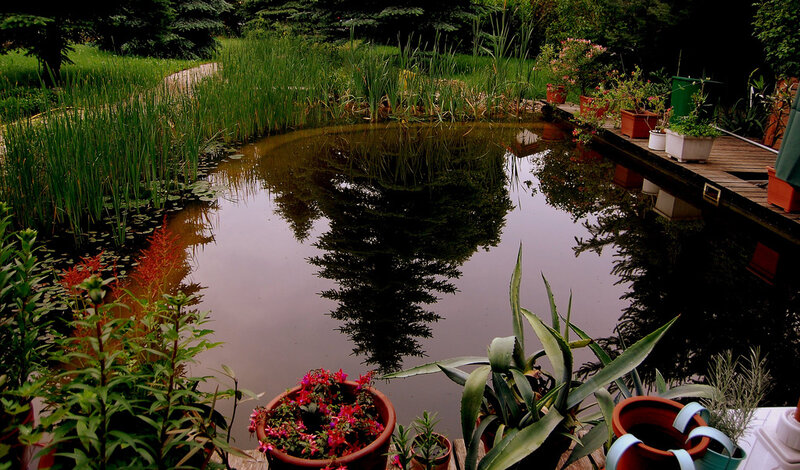 Garden pond with potted plants