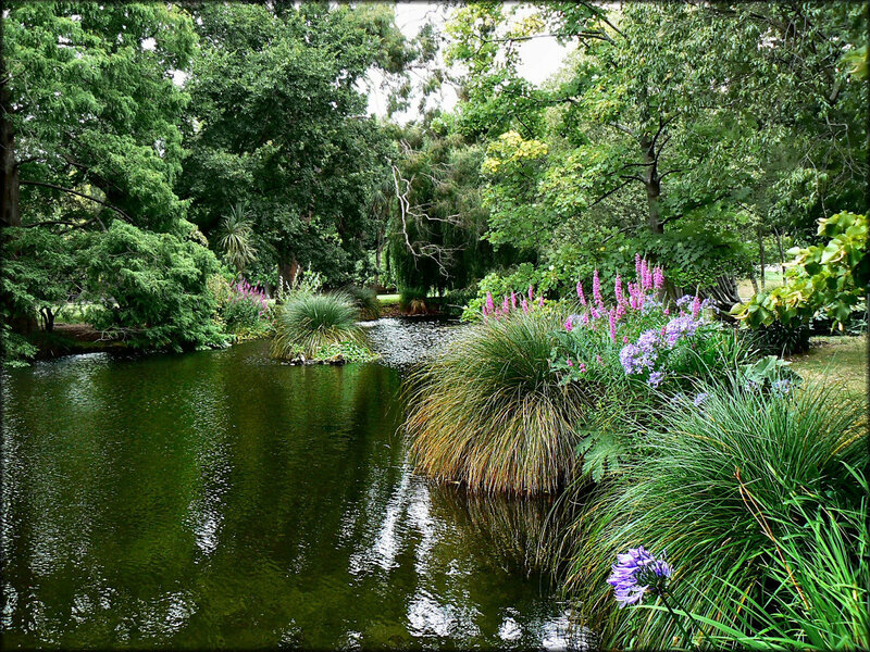 Garden pond with purple flowers