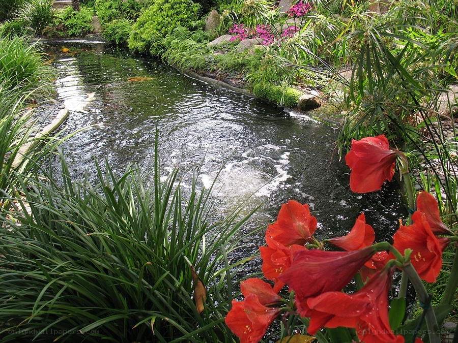 Garden pond with red flowers