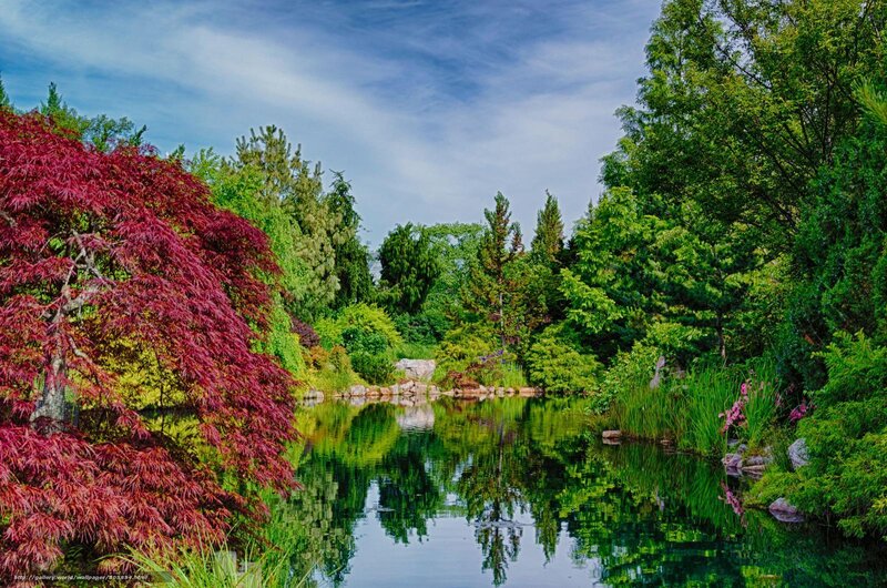 Garden pond with red maple