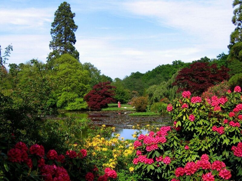 Garden pond with rhododendrons