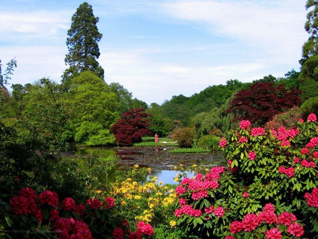 Garden pond with rhododendrons