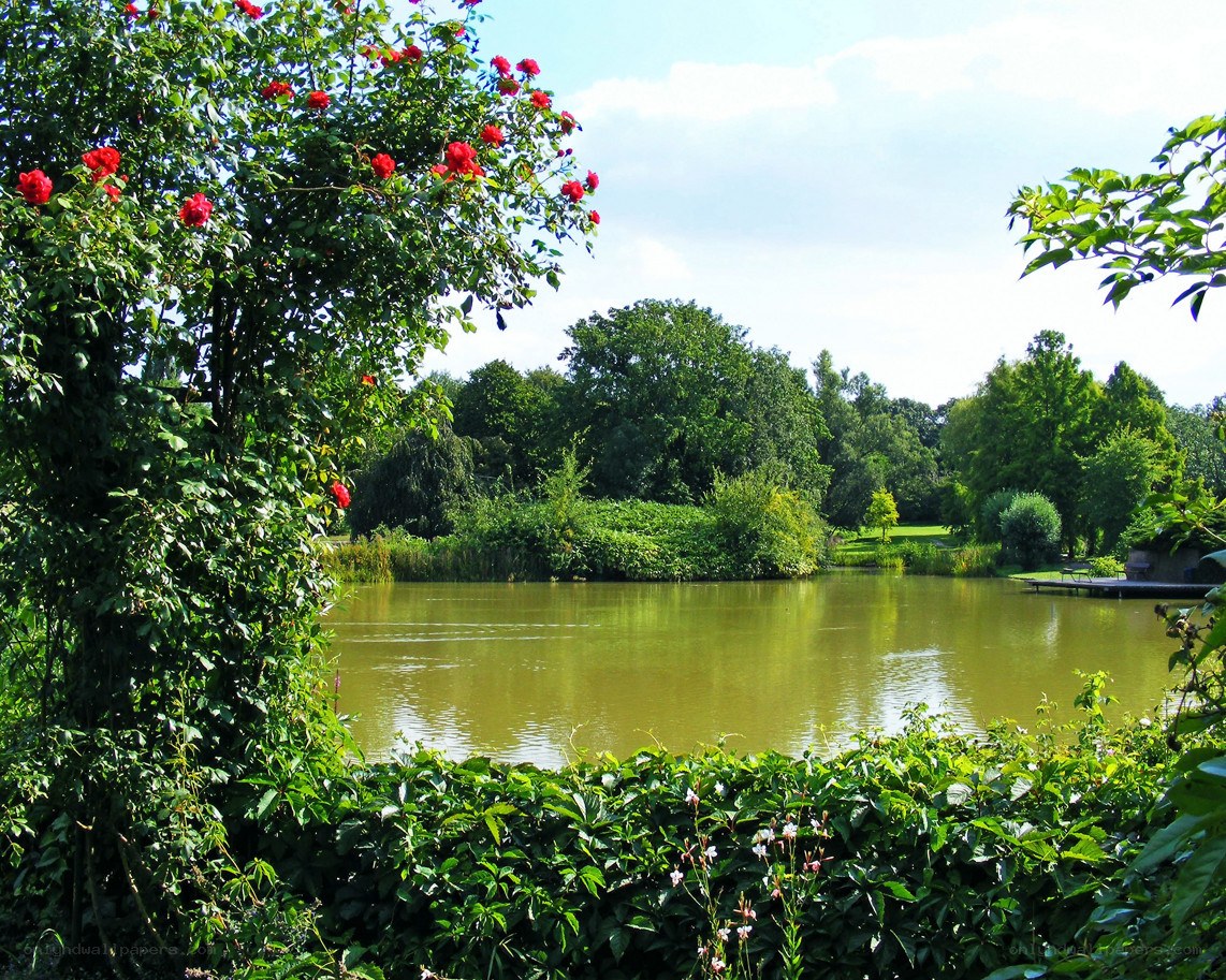 Garden pond with roses