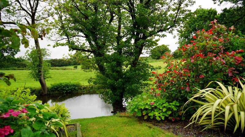 Garden Pond with Trees
