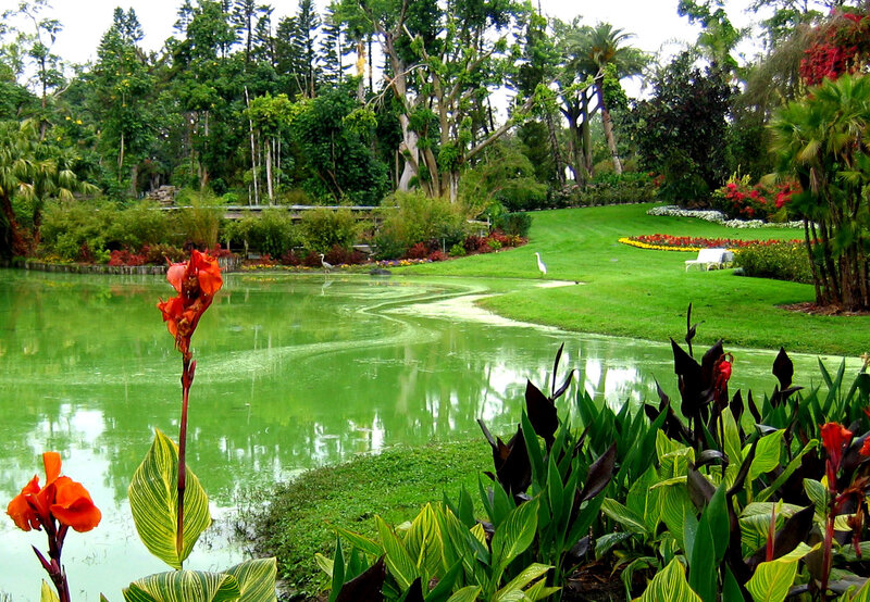 Garden pond with tropical plants