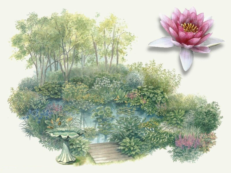 Garden Pond with Water Lily