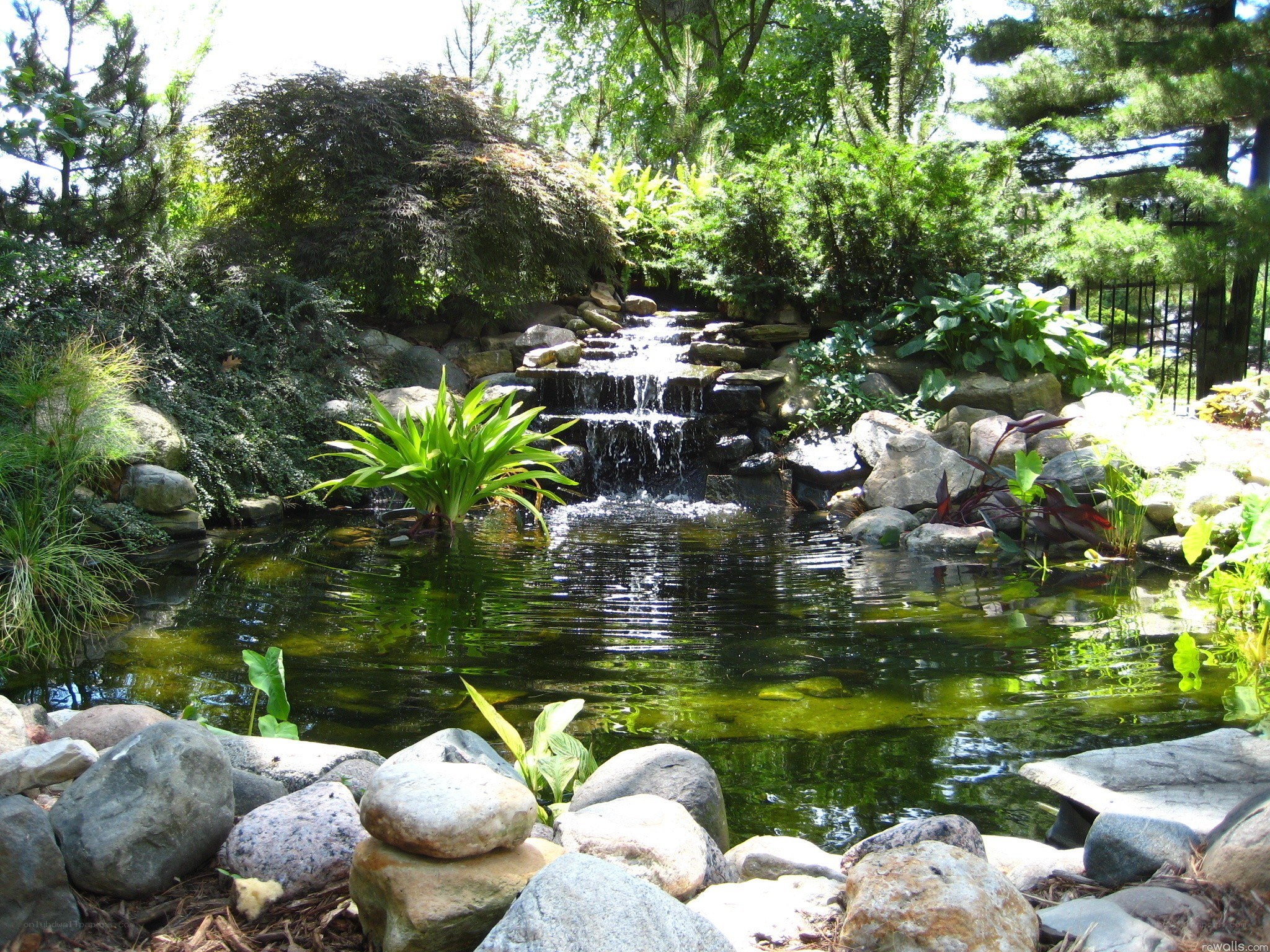 Garden pond with waterfall