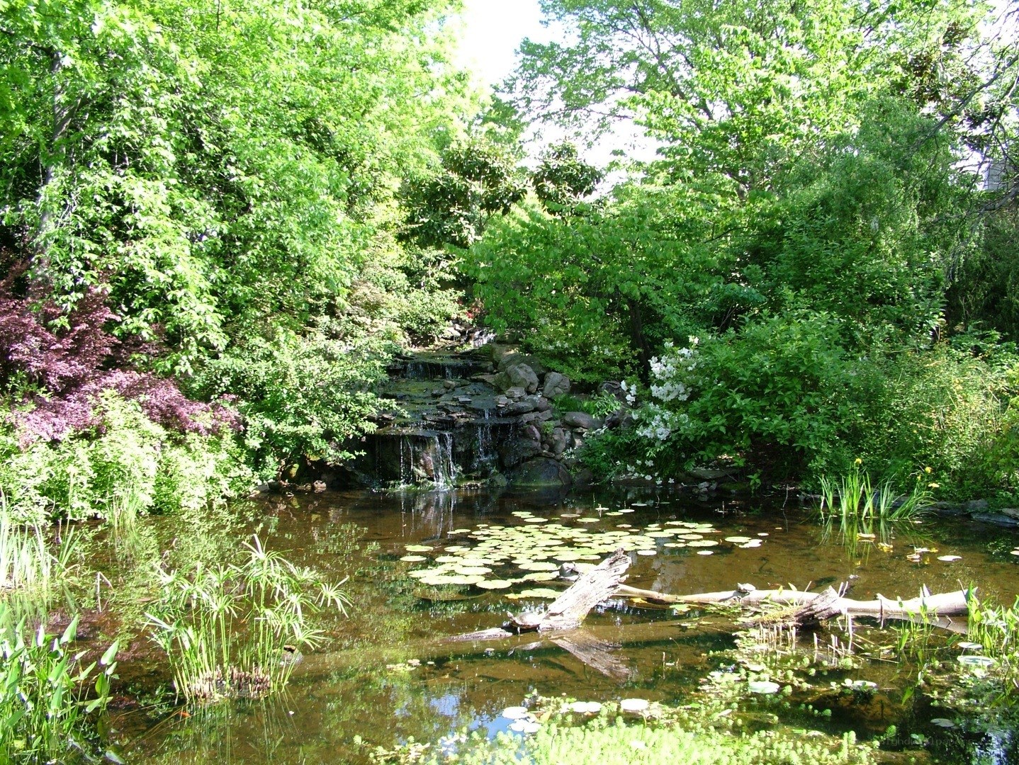 Garden pond with waterfall