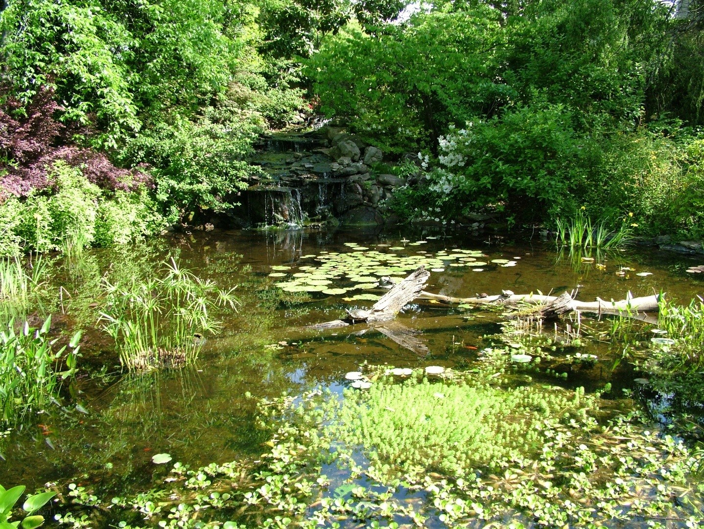 Garden pond with waterfall