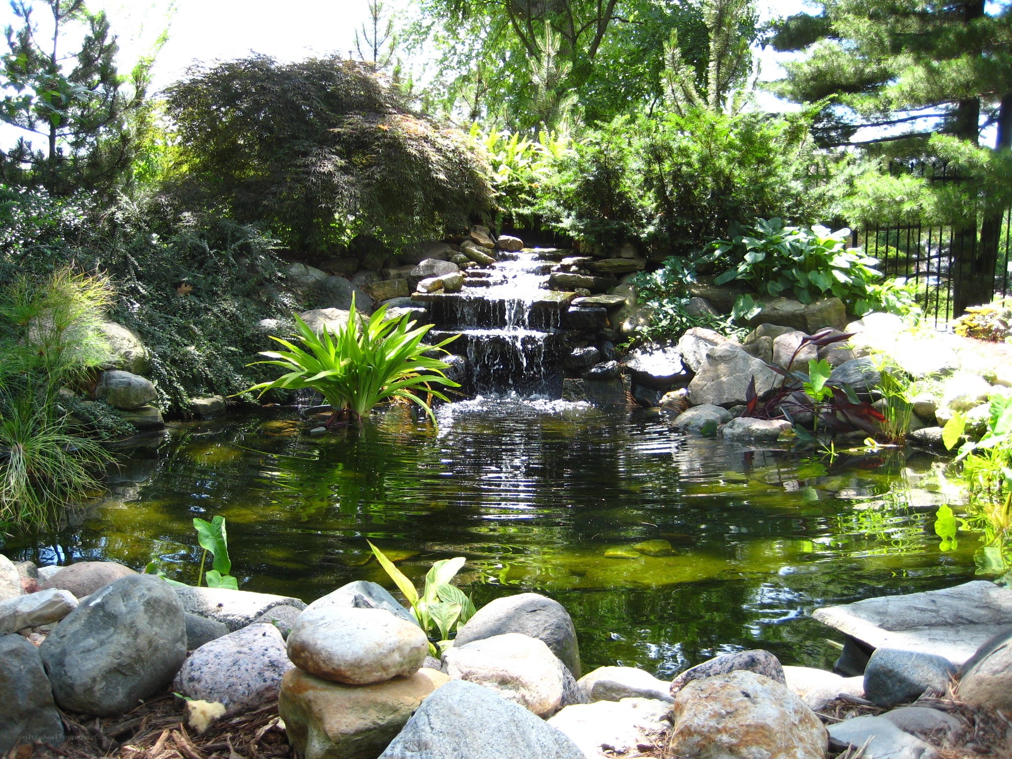 Garden pond with waterfall
