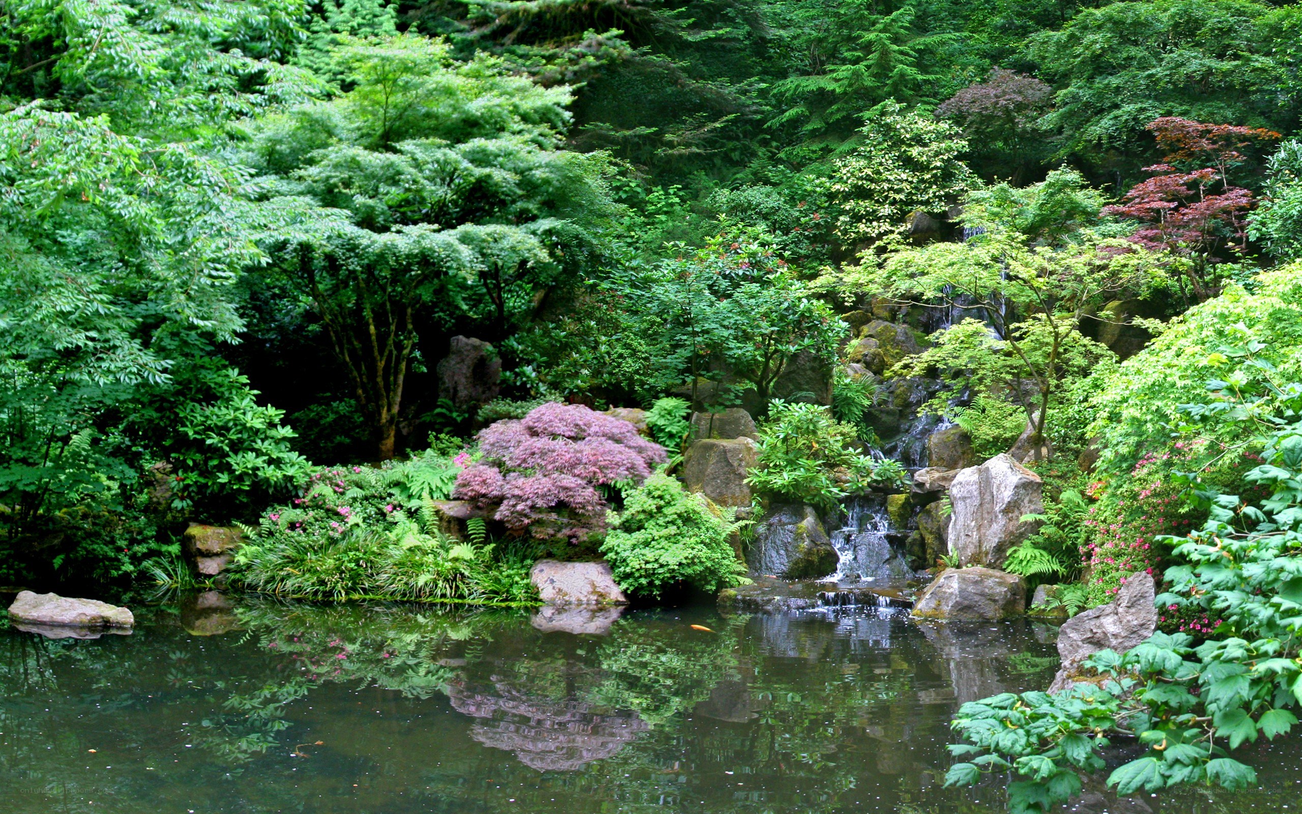 Garden pond with waterfall