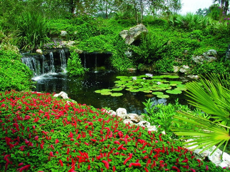 Garden Pond with Waterfall — Green, Serene