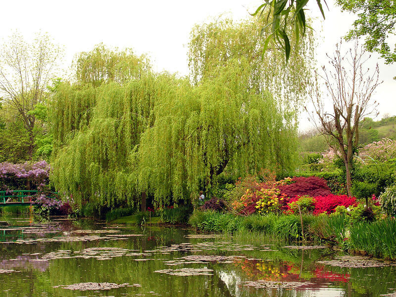Garden pond with weeping willow
