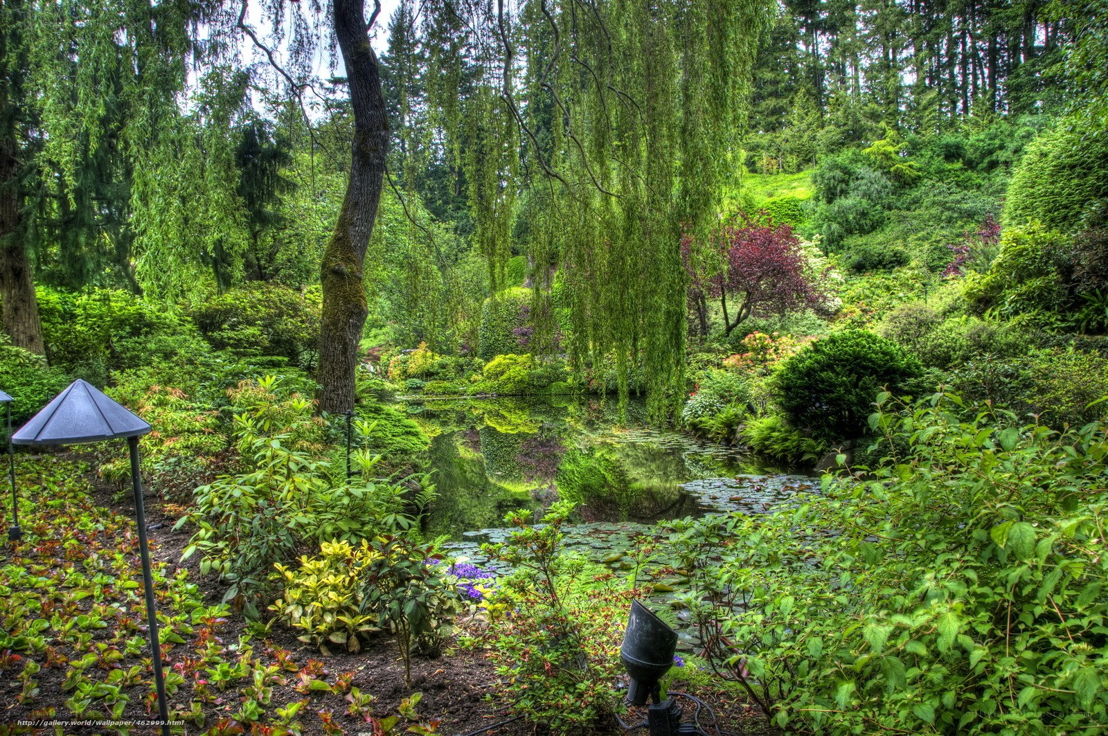 Garden pond with weeping willow