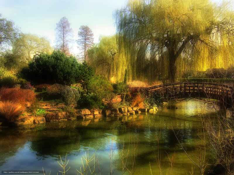 Garden pond with willow tree