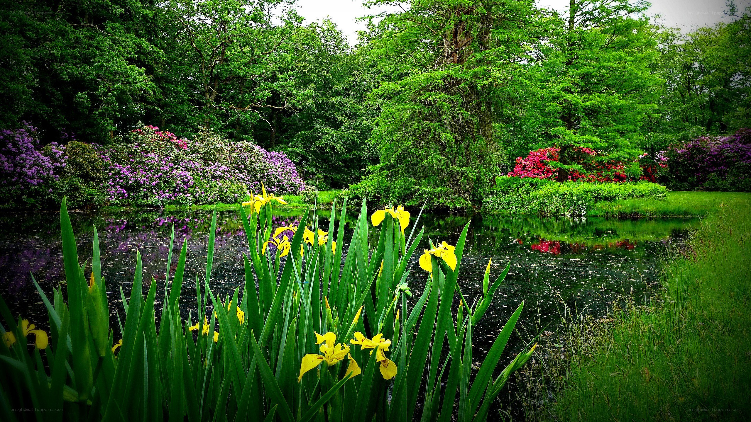 Garden pond with yellow irises