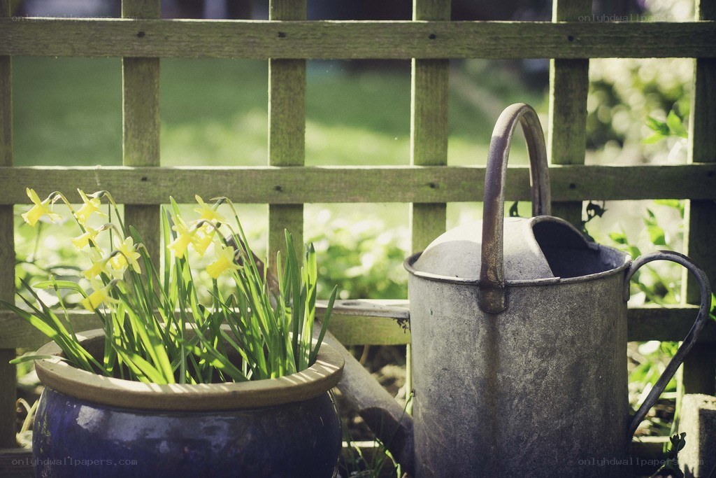 garden scene with daffodils