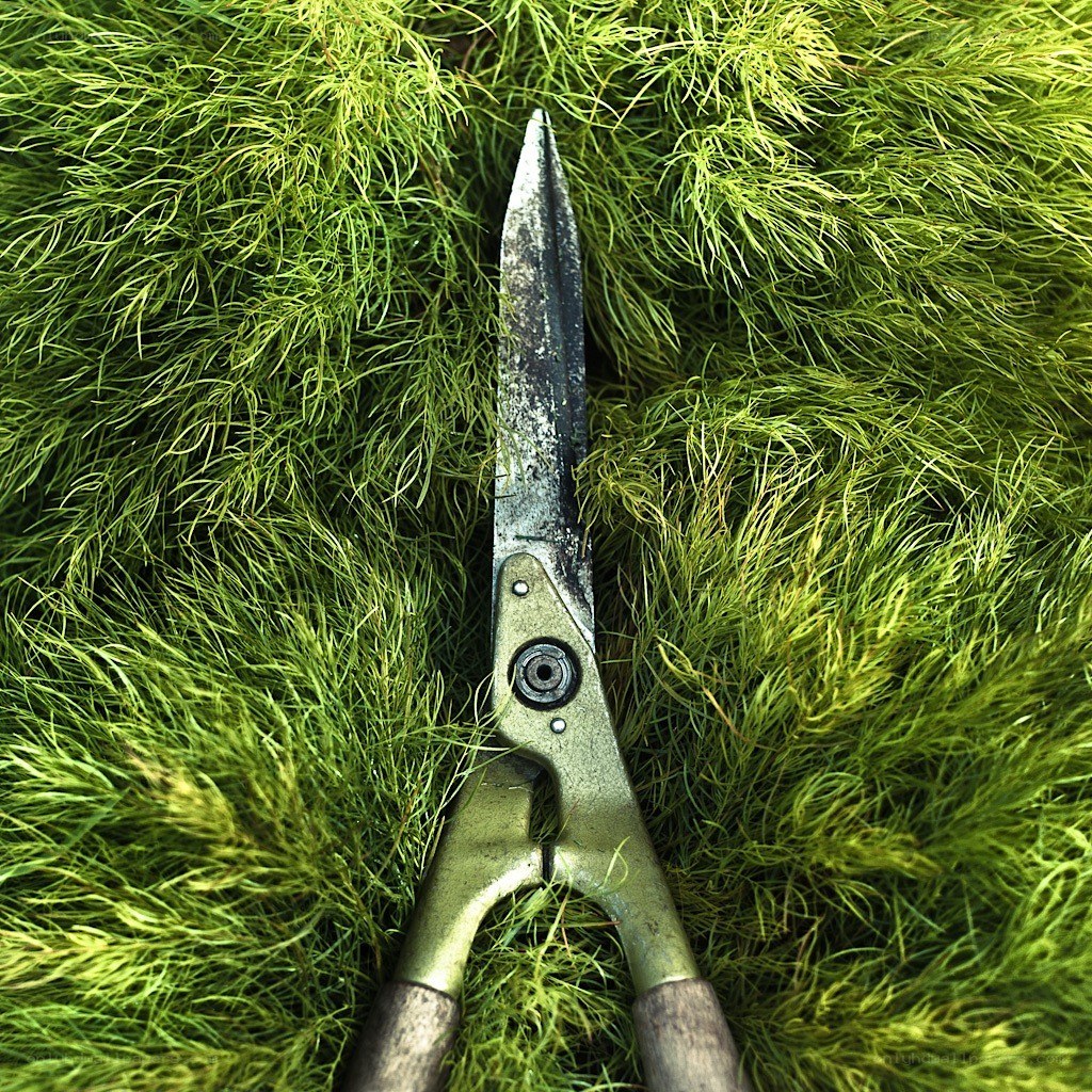 Garden shears on green foliage
