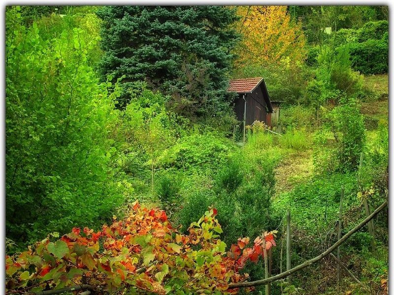 Garden shed in autumn foliage