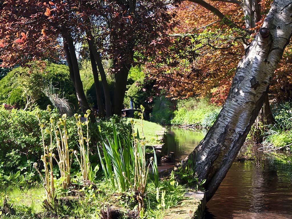 Garden stream with birch tree
