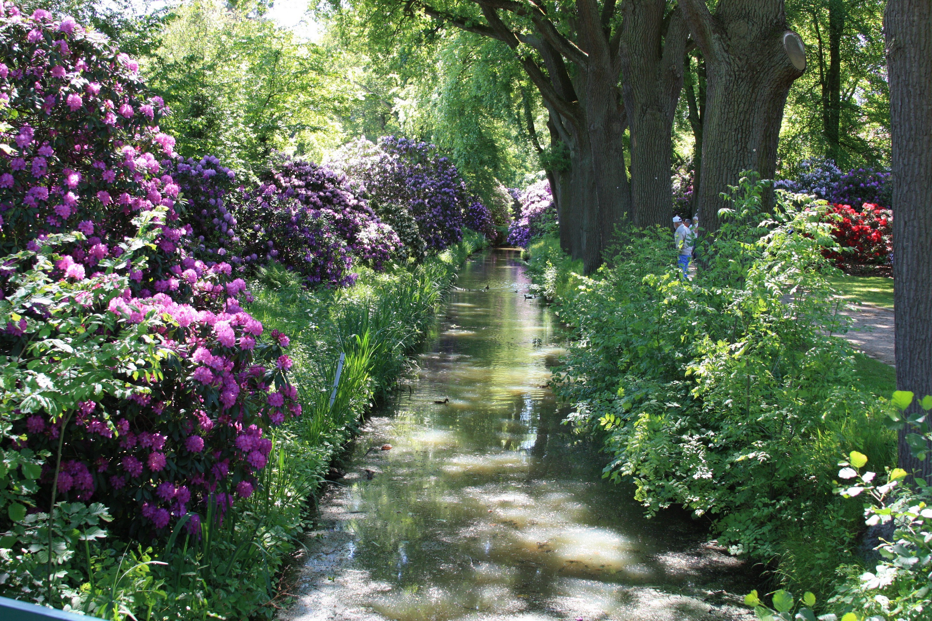 Garden stream with purple flowers