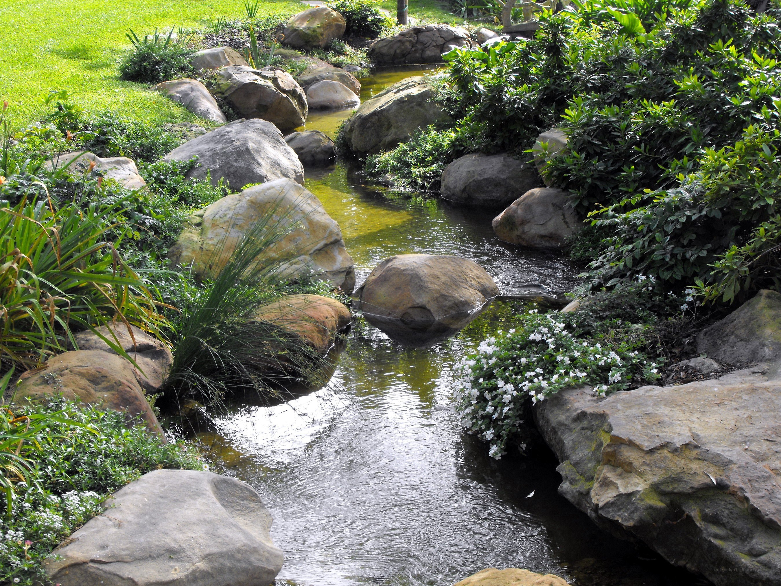 Garden stream with rocks and plants
