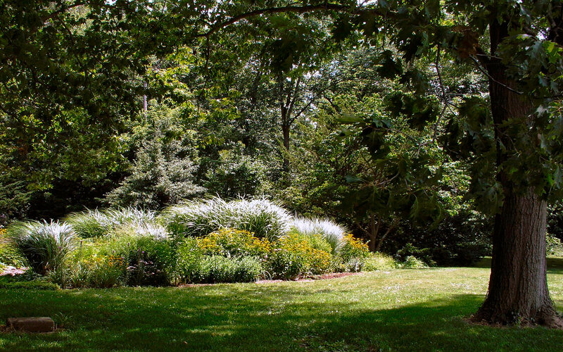 Garden under tree canopy