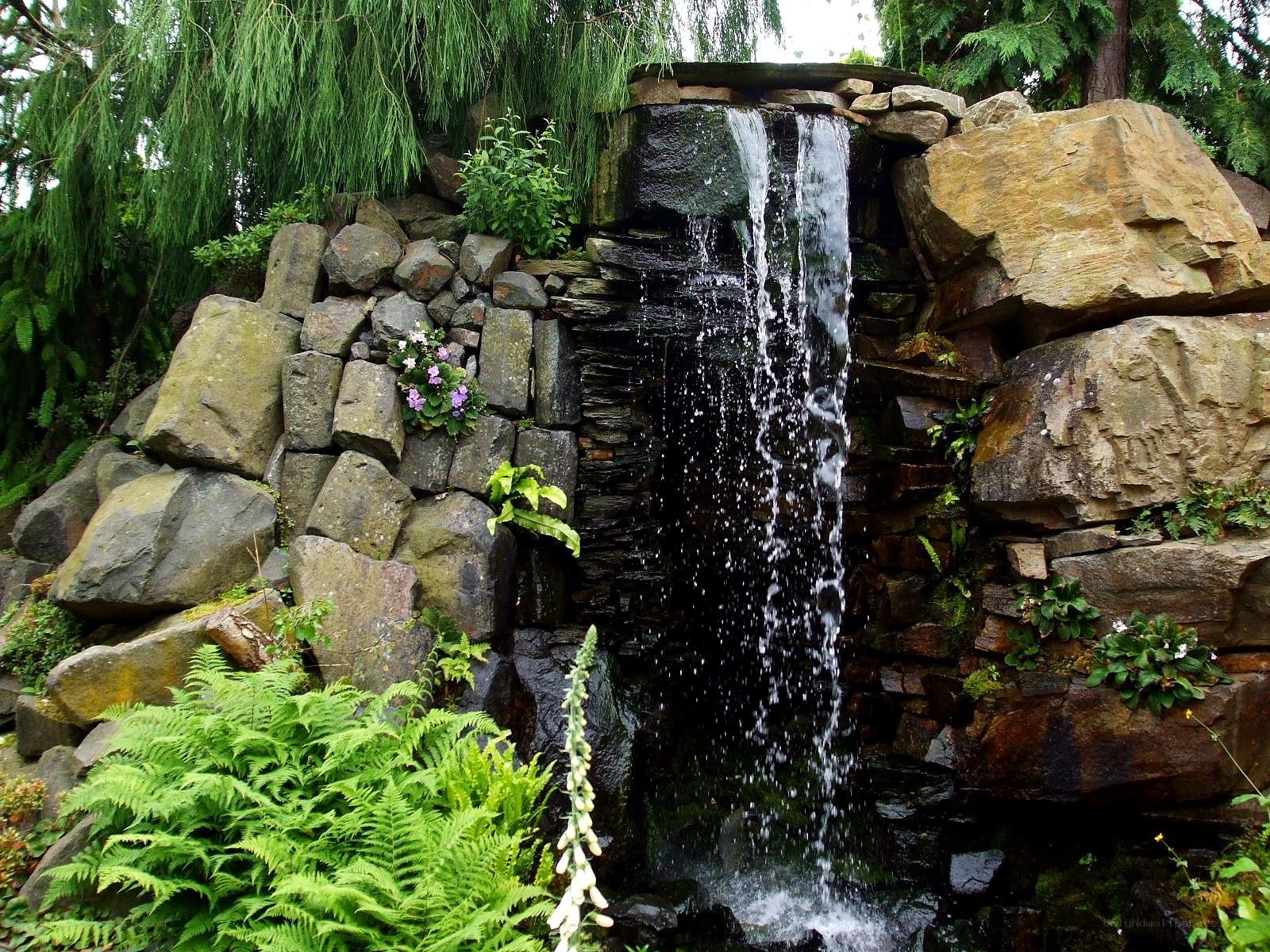 Garden waterfall with ferns
