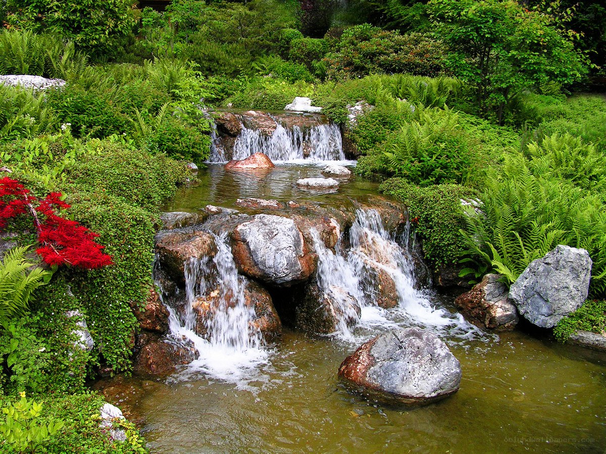 Garden waterfall with ferns
