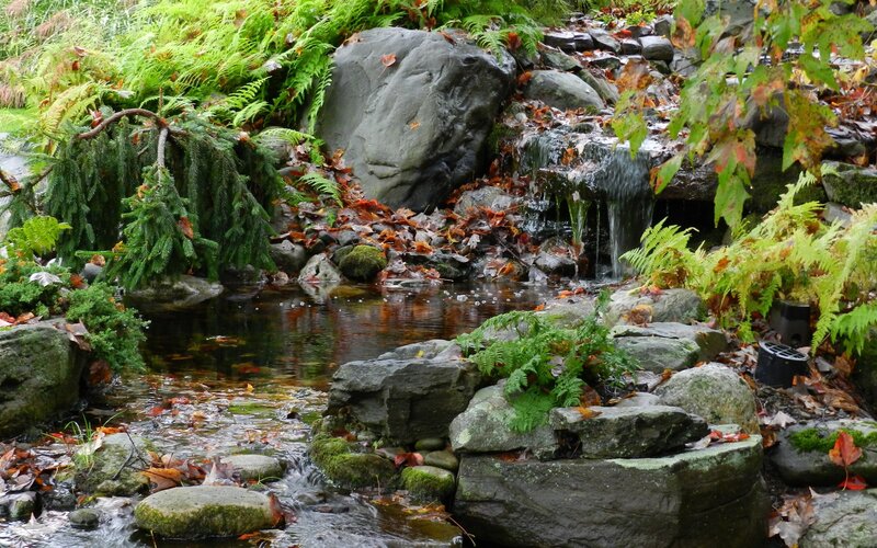 Garden waterfall with ferns and leaves