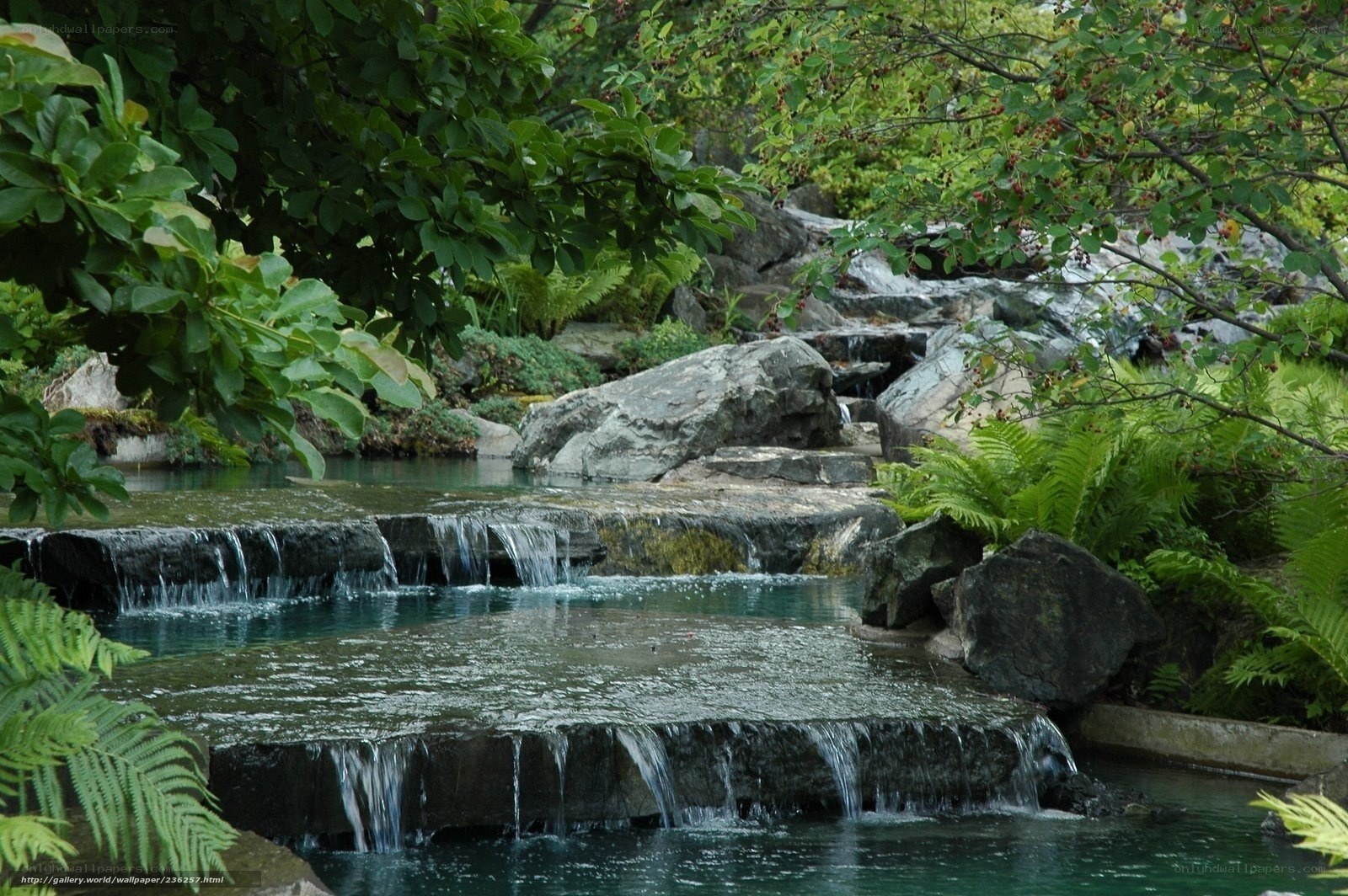 Garden waterfall with ferns