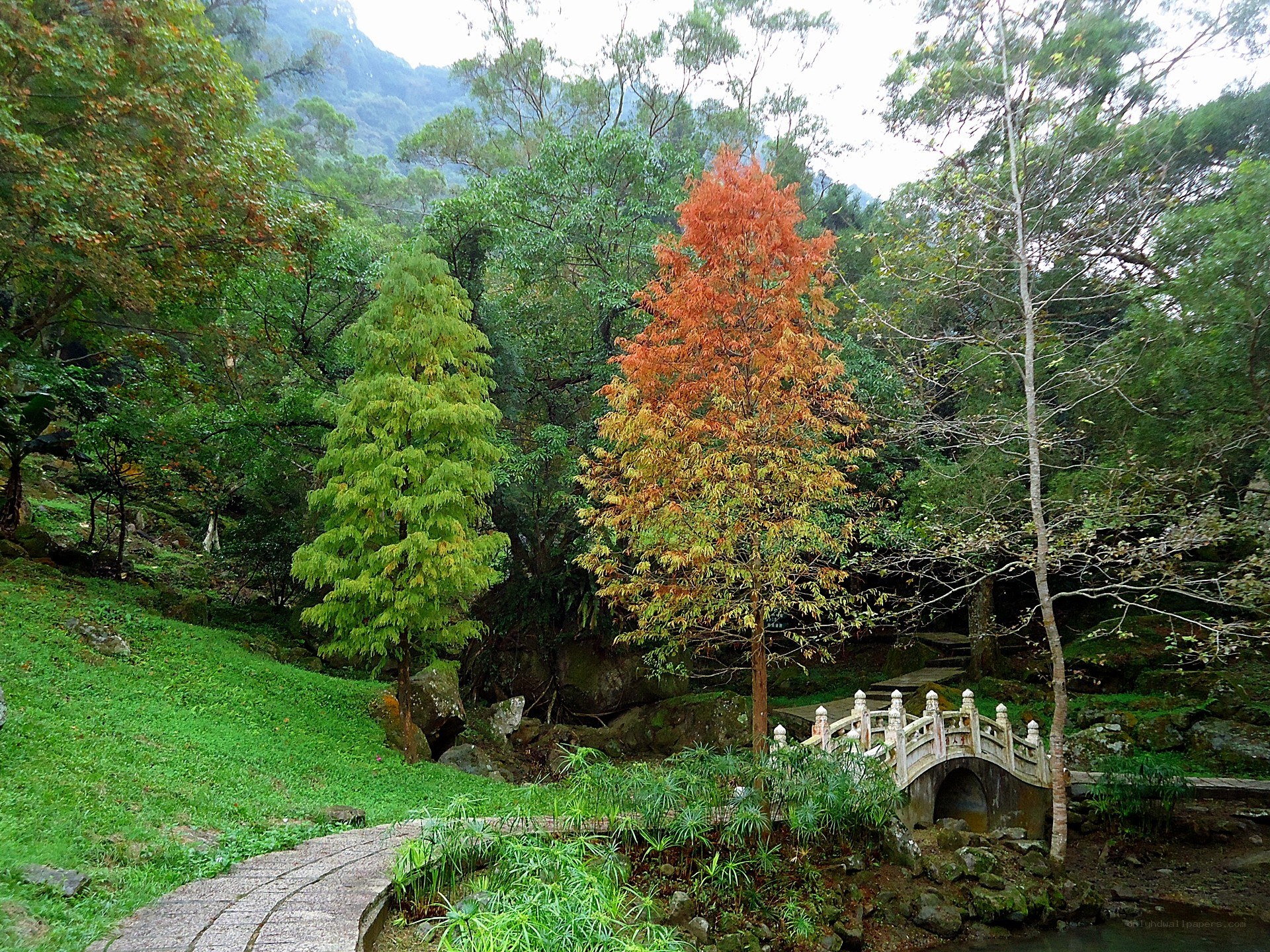 Garden with autumn tree and stone bridge