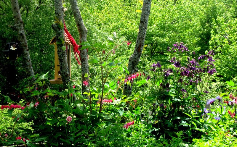 Garden with Bird Feeder
