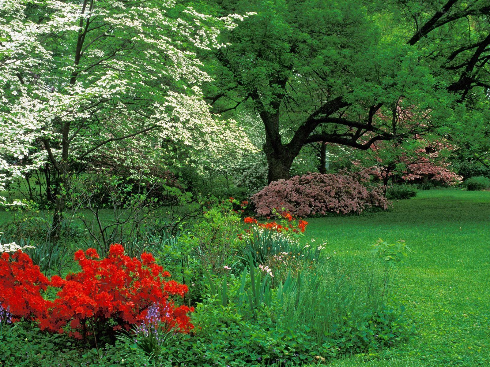 Garden with blooming flowers