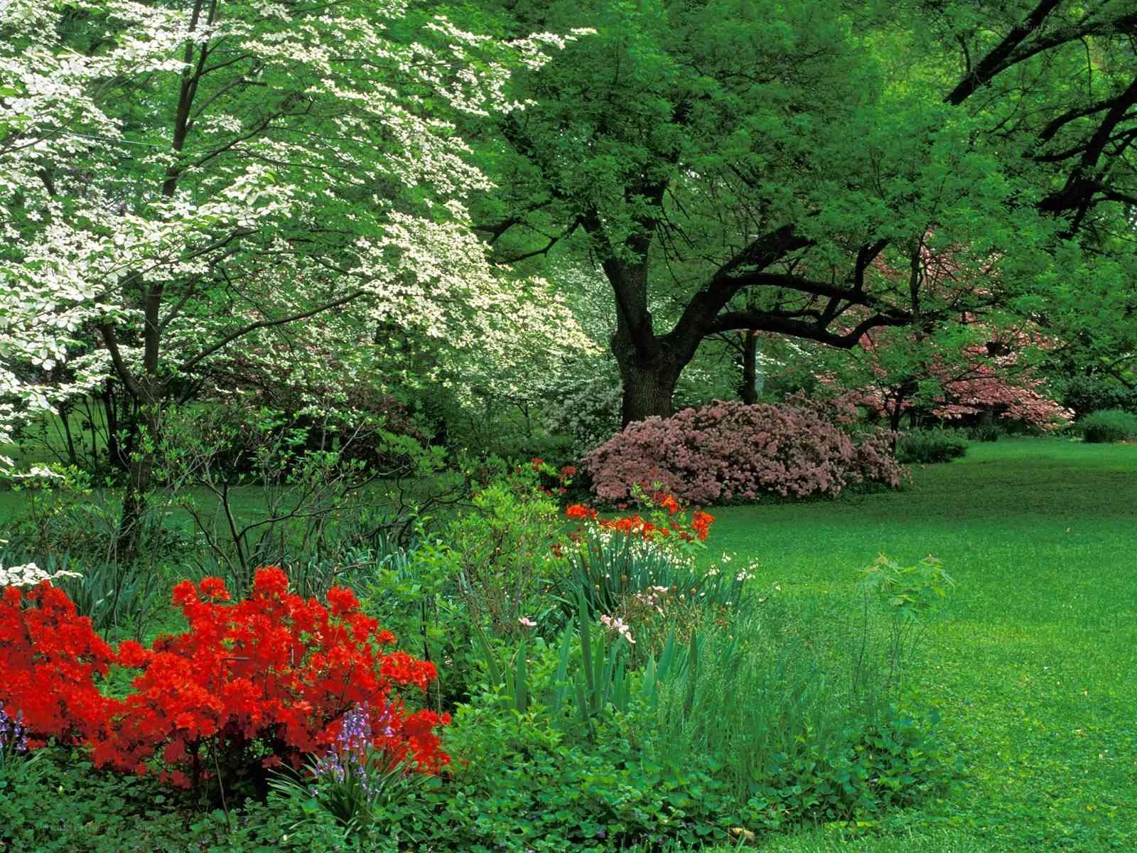 Garden with blooming flowers