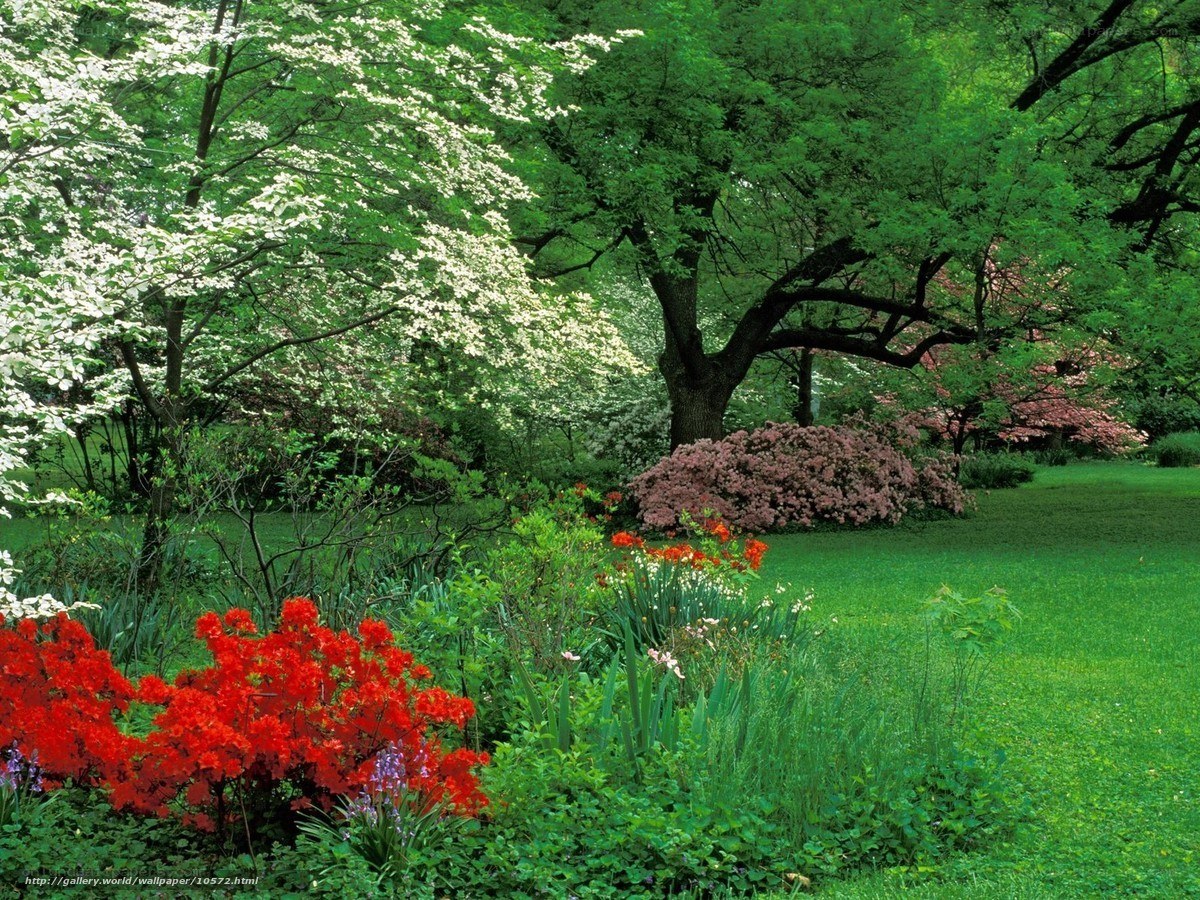 Garden with blooming flowers