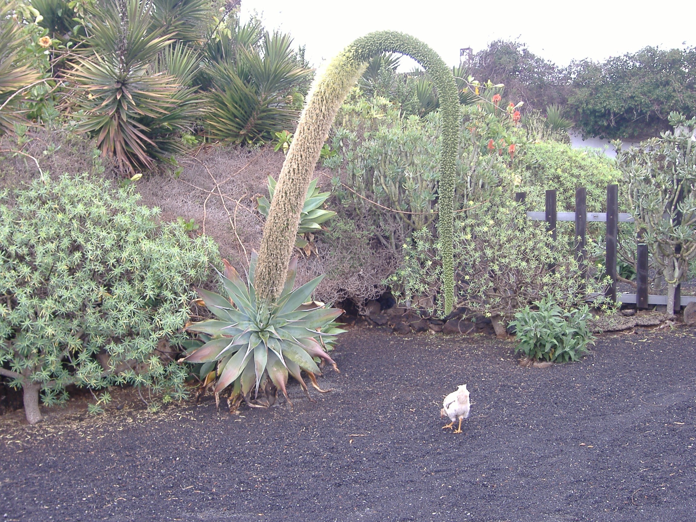 Garden with blooming plant