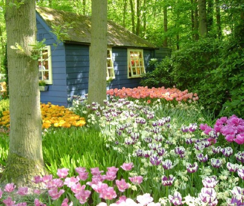 Garden with blue shed