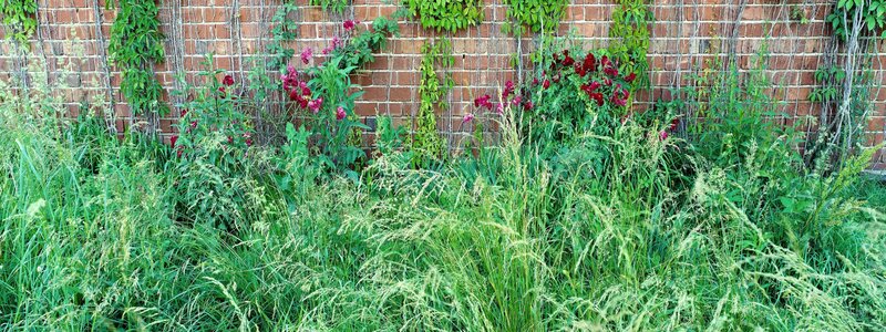 Garden with brick wall