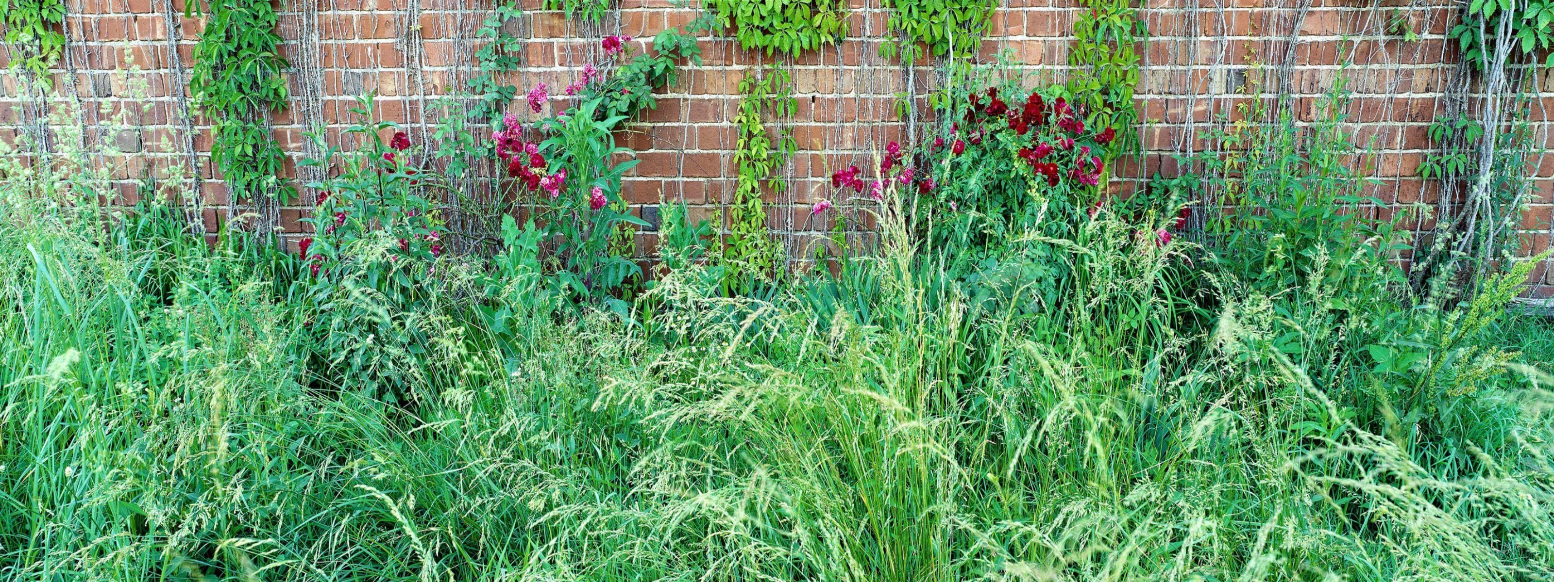 Garden with brick wall