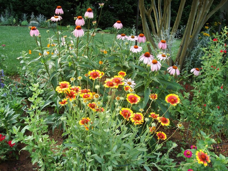 Garden with Coneflowers