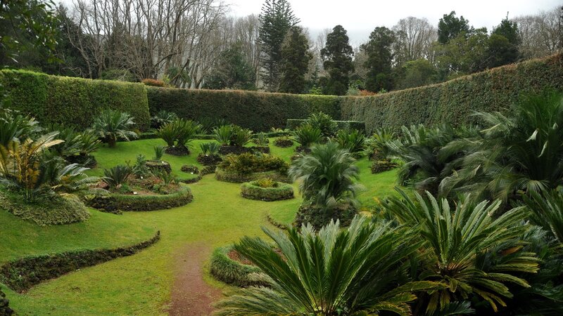garden with cycad plants