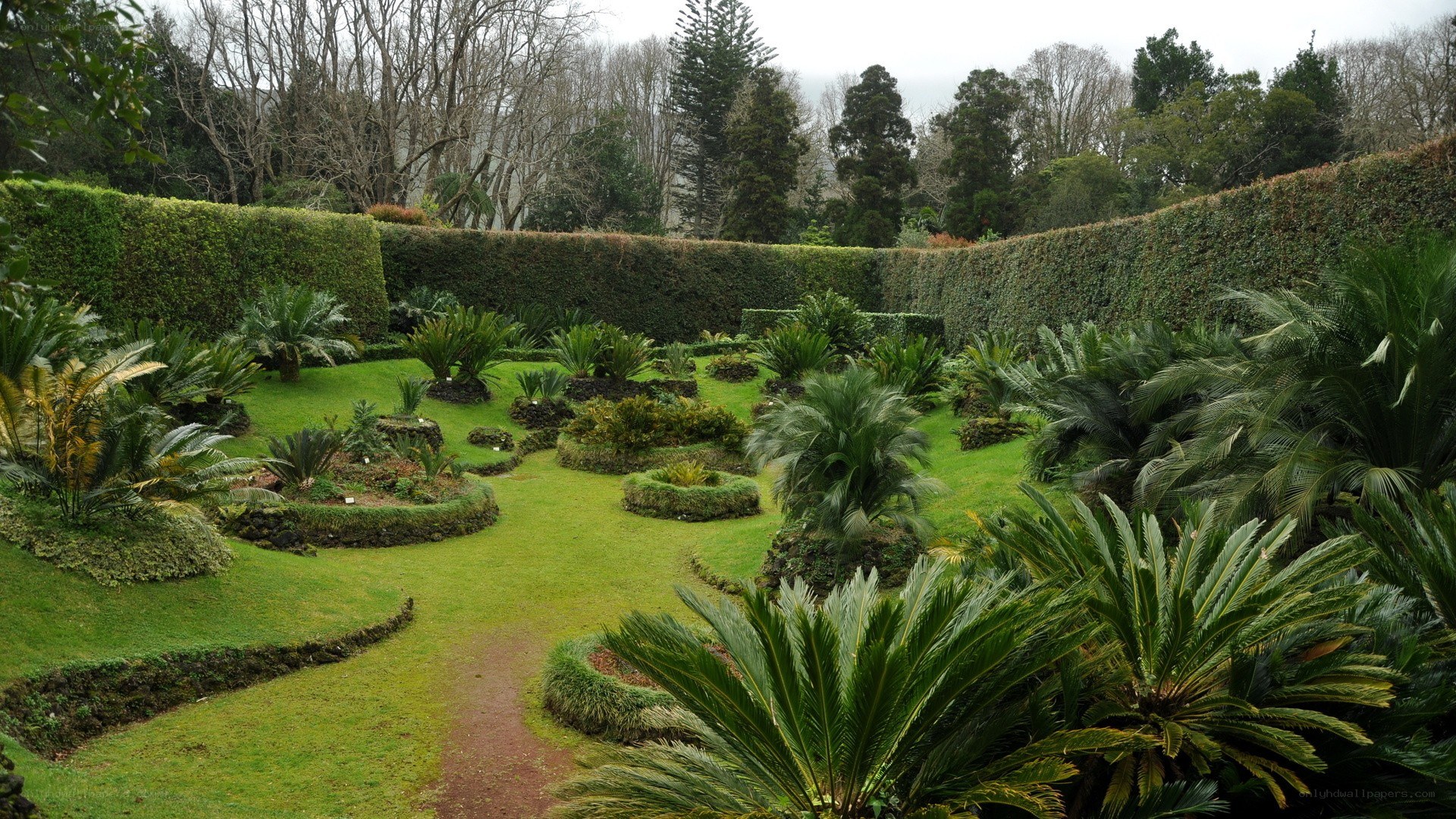 garden with cycad plants