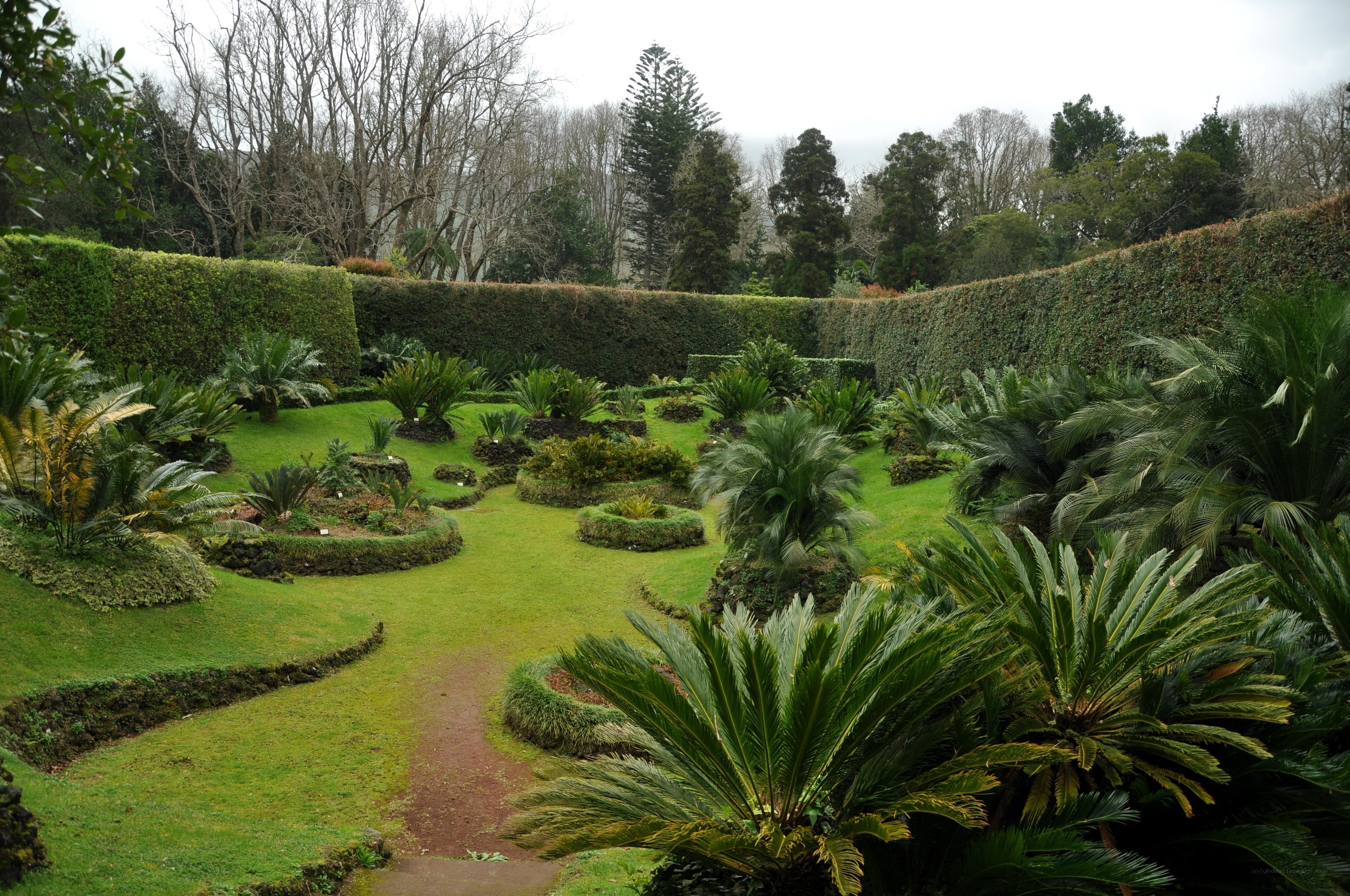 garden with cycads and hedges