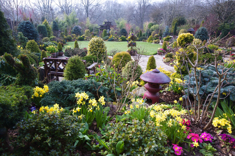 Garden with Daffodils