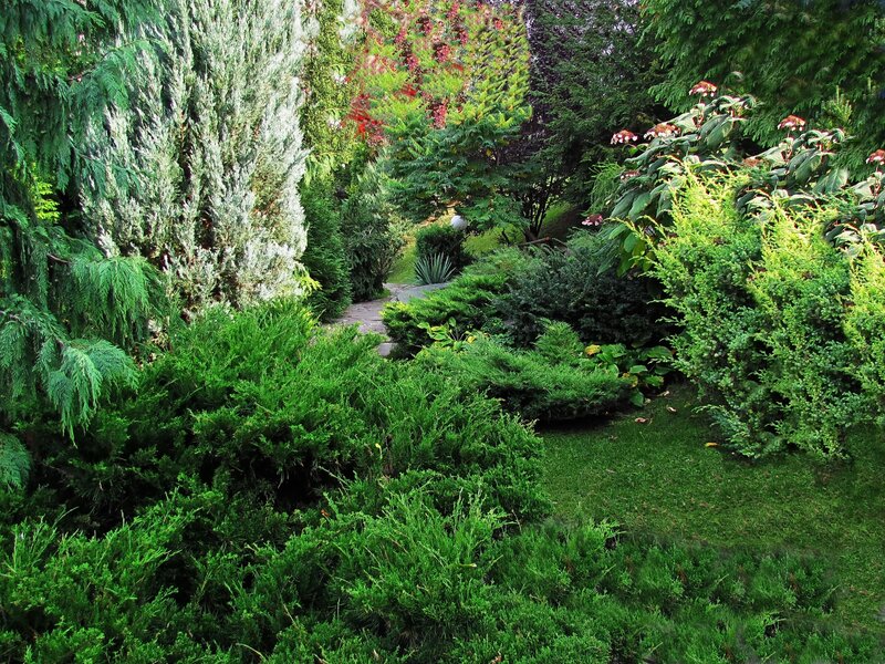 Garden with Evergreen Shrubs