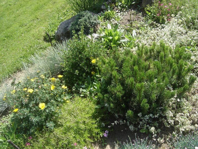 Garden with Flowering Plants